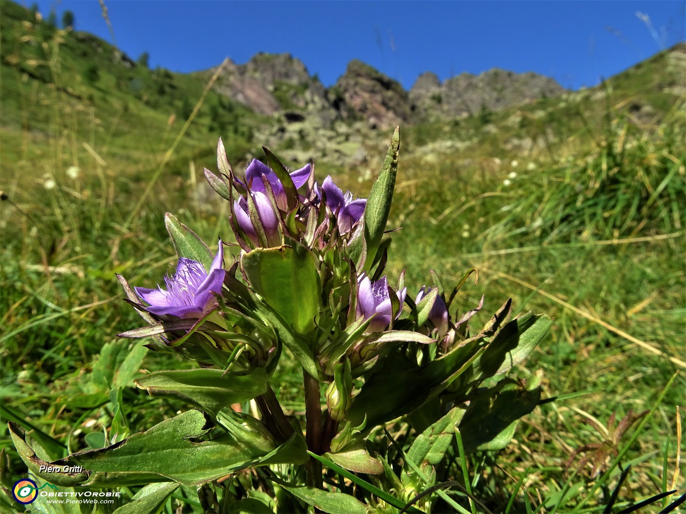 24 Genzianella germanica (Gentianella germanica) in fiore.JPG